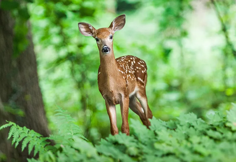 wildpark2.jpg