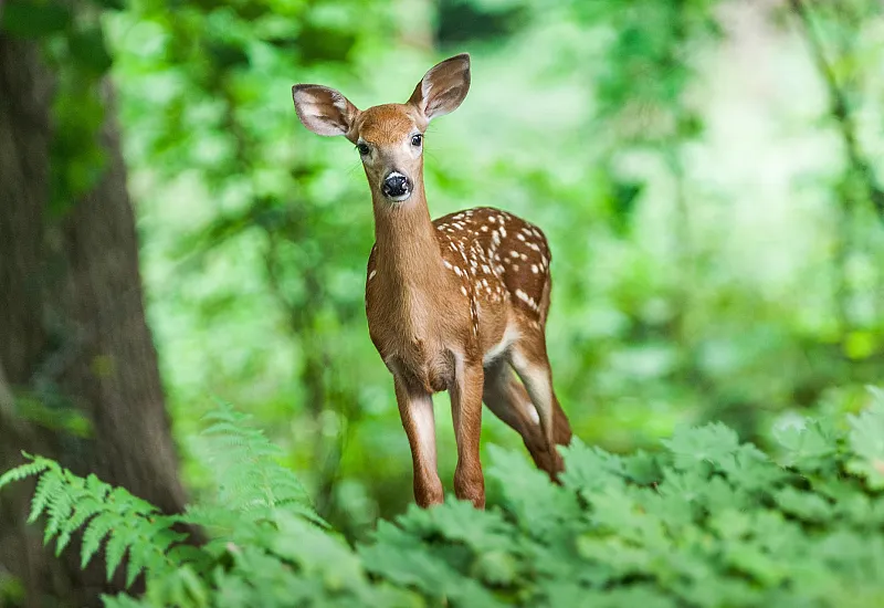 wildpark2.jpg